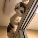 목욕하는고양이 이미지