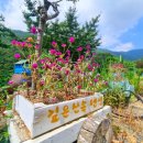 숲속마을독채펜션 이미지