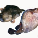 멍텅구리 식당 이미지