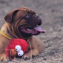 조이동물병원 이미지