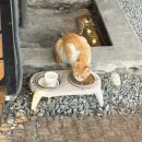 세종사료 | 세종 부강옥 본점 잡내 없이 맛이 깊은 순대국밥 맛집 솔직 후기