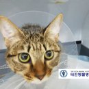 태전동물병원 이미지