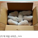 특별할인 )속이 노란 제주땅콩호박 / 콜라비 판매중 이미지