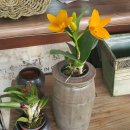 호산나화원 이미지