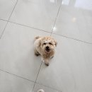 아르멍 이미지