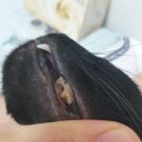 (주)석호약품 | 2020.07.27. 고양이 유산균 급여 후기, 양치질 후기