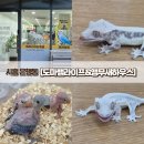시흥센트럴돔그랑트리캐슬 | [시흥 은행동] 크레스티드게코와 모란앵무를 만날 수 있는 시흥파충류샵 도마뱀라이프&amp;앵무새하우스...