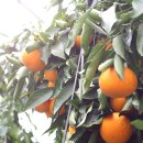 산지직송 섭스네 평안농원 2015년 수확한 친환경 청견오렌지 판매합니다. 이미지