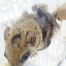 Dr.Mini 하늘다람쥐 전문병원 | [Dr.Mini 진료일기] 하늘다람쥐 탈모 (식이성 털빠짐 편)