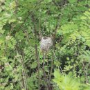 푸른 둥지 이미지