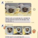맘스동물의료센터 이미지