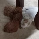 문안산 흑염소 이미지