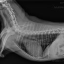 죽전예담동물병원 이미지