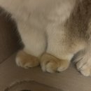 냥고스틴 이미지