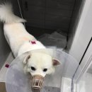 대흥동물병원 이미지