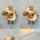 봉구애견미용샵 이미지