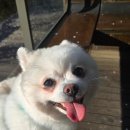 비비펫미용 이미지