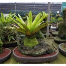 석부작박물관 이미지