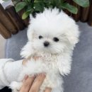 앙쥬펫 강아지분양 은평구점 이미지