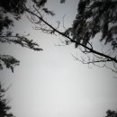 통큰엔설국