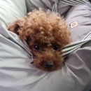 달콤냥 | 산본 고양이 무마취 미용 달콤냥 세번째 갈때마다 기분 좋아지는 방문 후기