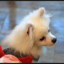 양평애견호텔 이미지