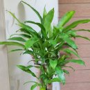 중앙꽃집 이미지