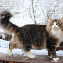 블루드라이어드 이미지