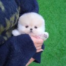더나은펫샵 이미지