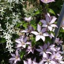 클레마티스 이미지