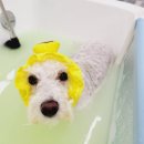 멍개 그루밍 이미지