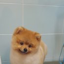 오즈펫살롱 이미지