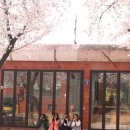 공간플렌츠 | 3월 대구근교벚꽃여행 (침산공원, 욱수골,경산벚꽃) w.낯선쟁이들