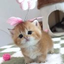 천안고양이 분양 퍼스트캣 본점 이미지