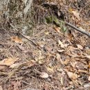 주말산행(송이버섯+서리버섯) 이미지