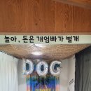 새롬애견 이미지