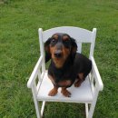 댕댕이를 부탁해 이미지