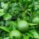 정진수농장 이미지