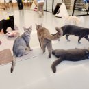 고양이카페 이미지