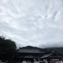 지에스25양산IC점 | [양산] 통도사 미디어아트, 메밀꽃 축제