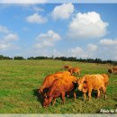 청정목장 이미지