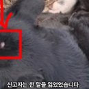 &#34;악마에게 성적 학대당한 강아지 도와주세요&#34; 충격 사연 이미지