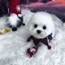 도그유토피아 살롱 이미지