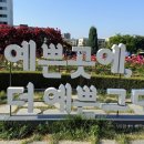 부천여월초 | 2026 부천 백만송이 장미축제 후기 | 올해 유독 예쁜 이유 + 주차 꿀팁