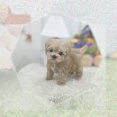 라파엘종합동물병원 | 서대문구동물보호센터에서 만난 운명! 말티숑입양 후기