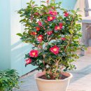 동백나무집 | [코스트코] 동백나무 28,490원 솔직 후기 🌺 겨울에도 꽃 피는 공기정화식물