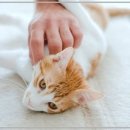 강아지 디스크, 우리 아이에게 생긴 일과 치료 후기