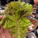 소사정육식당 네이버블로그