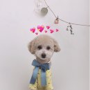 펫살롱지니 이미지