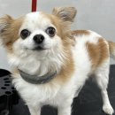 그루머솔 이미지